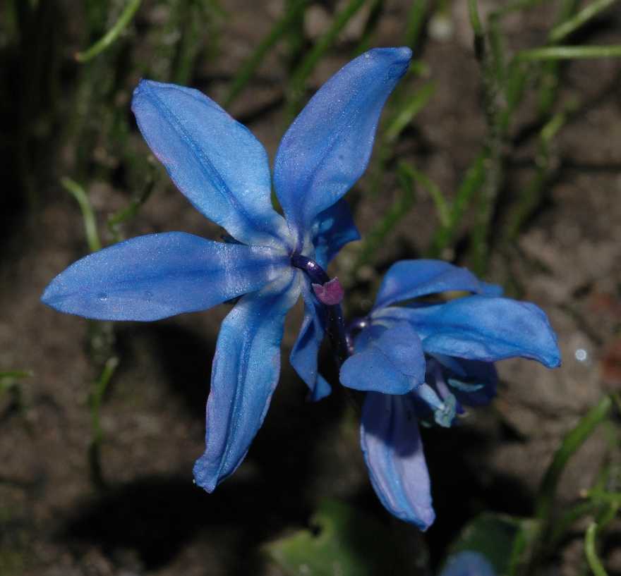 Hyacinthaceae Scilla siberica