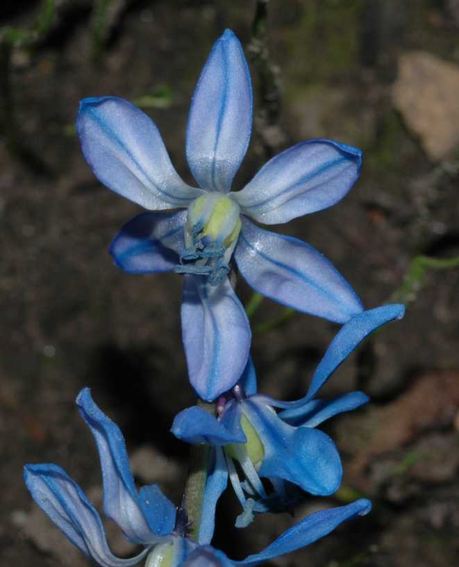 Hyacinthaceae Scilla siberica
