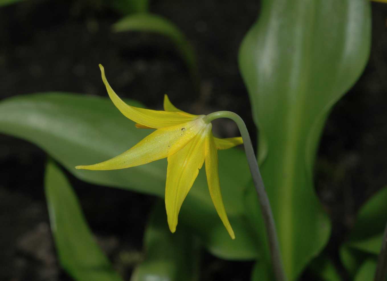 Liliaceae Erythronium tuolumnense