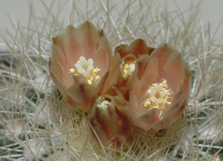Cactaceae Escobaria roseana