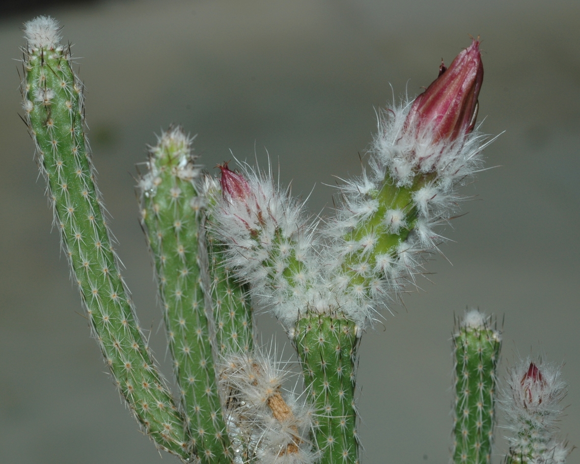 Cactaceae Echinocereus poselgeri