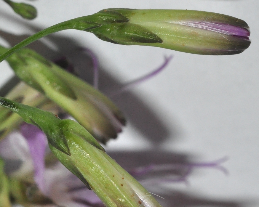 Asteraceae Prenanthes purpurea