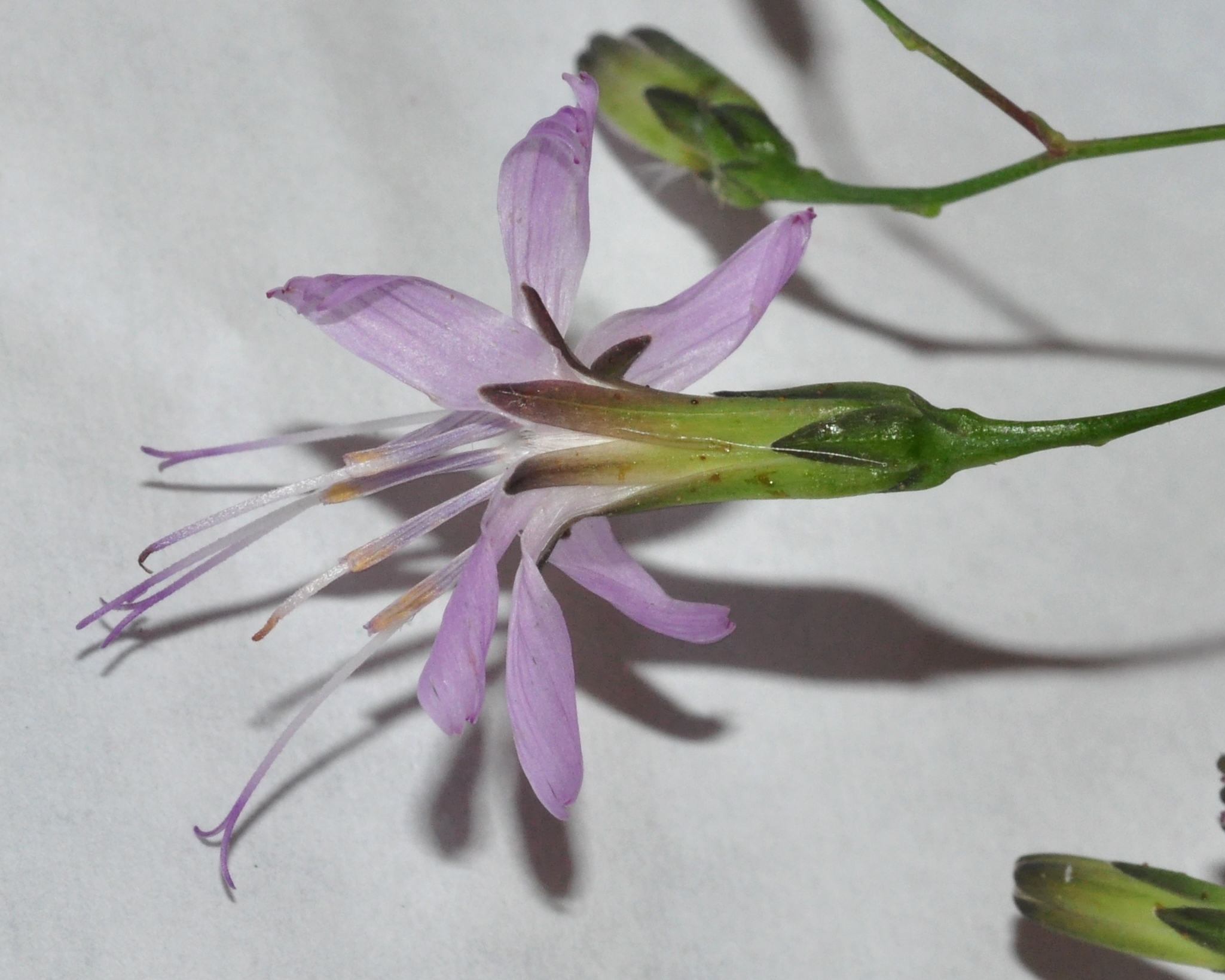 Asteraceae Prenanthes purpurea