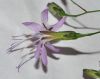 image of Prenanthes purpurea