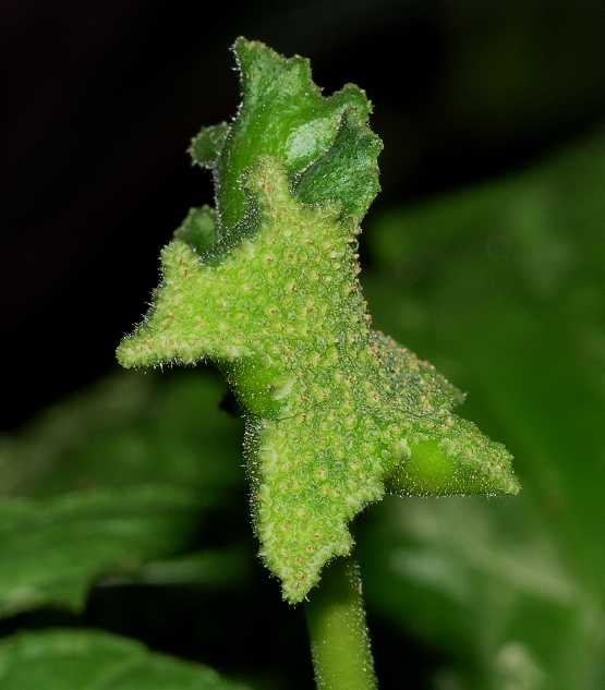 Moraceae Dorstenia contrajerva