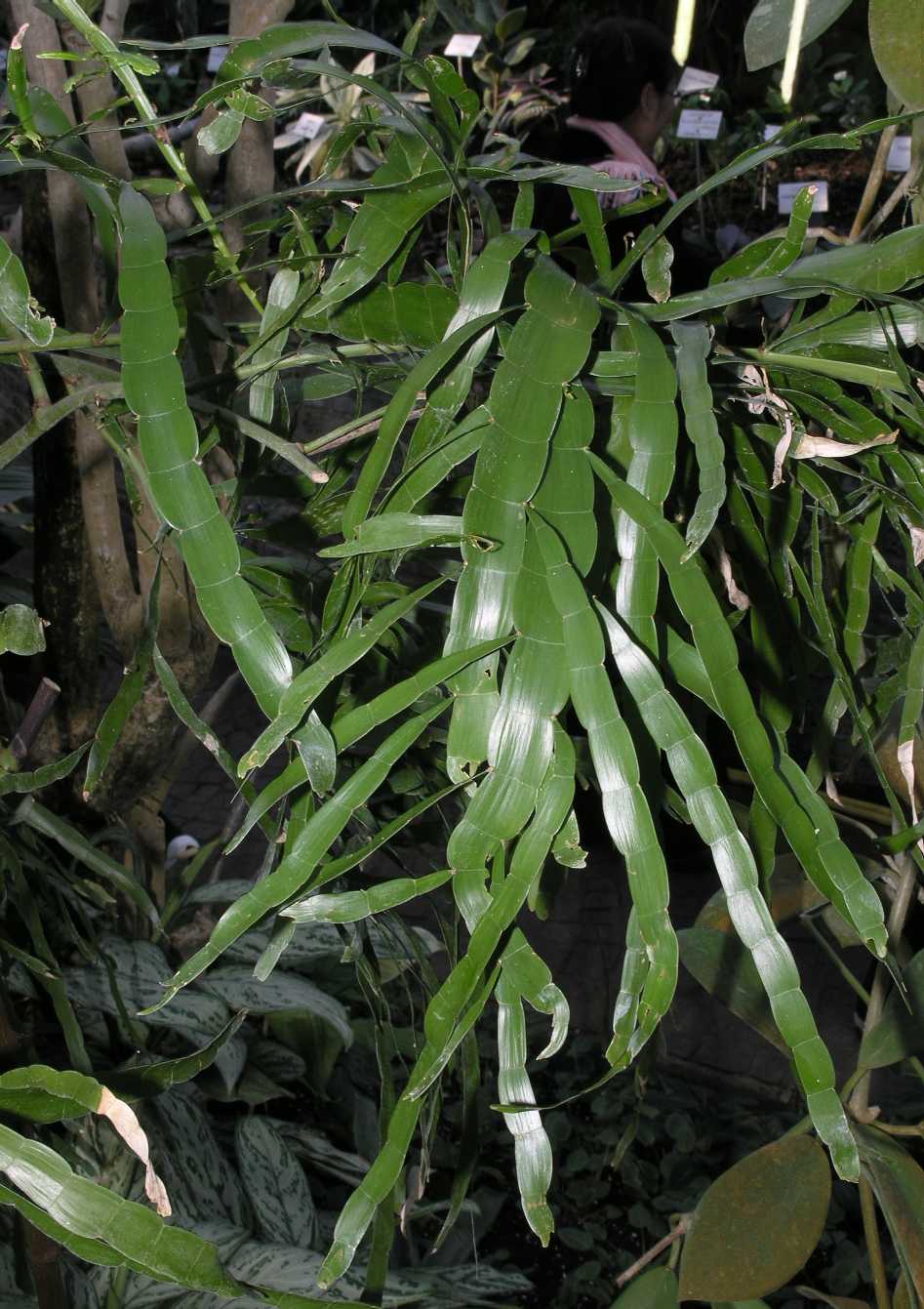 Polygonaceae Homalocladium platycladum