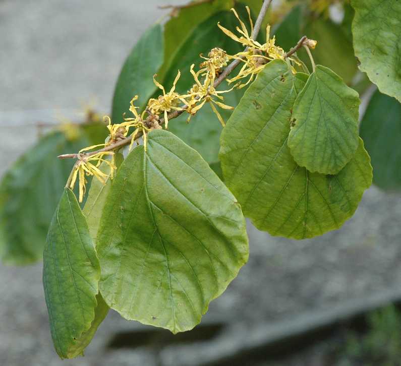 Hamamelidaceae Hamamelis mollis