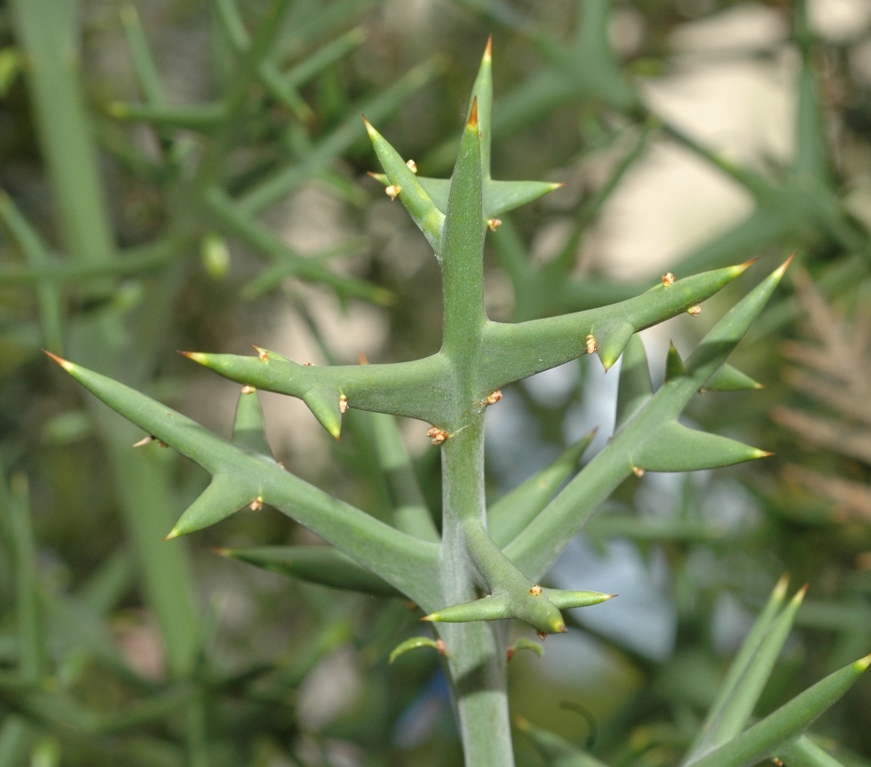 Rhamnaceae Colletia paradoxa