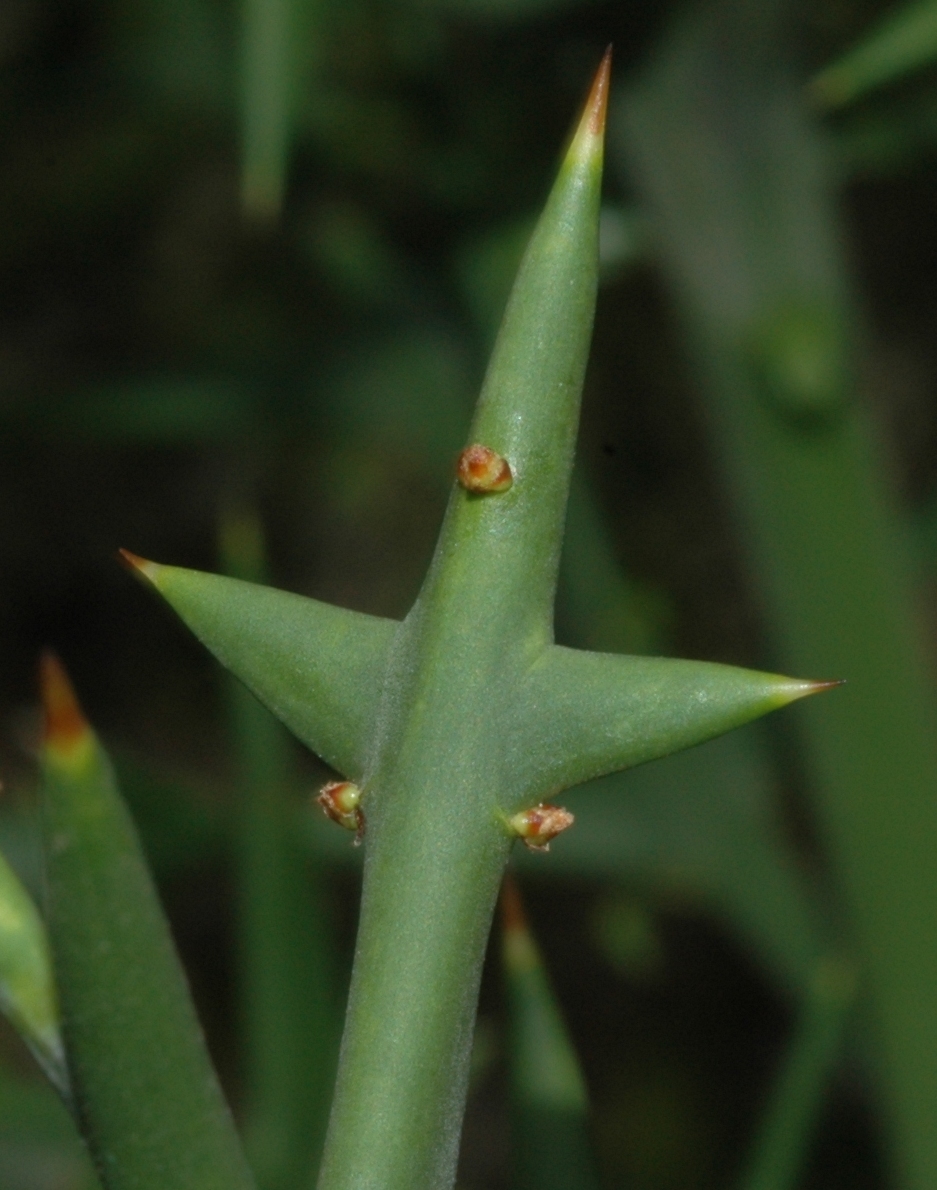 Rhamnaceae Colletia paradoxa