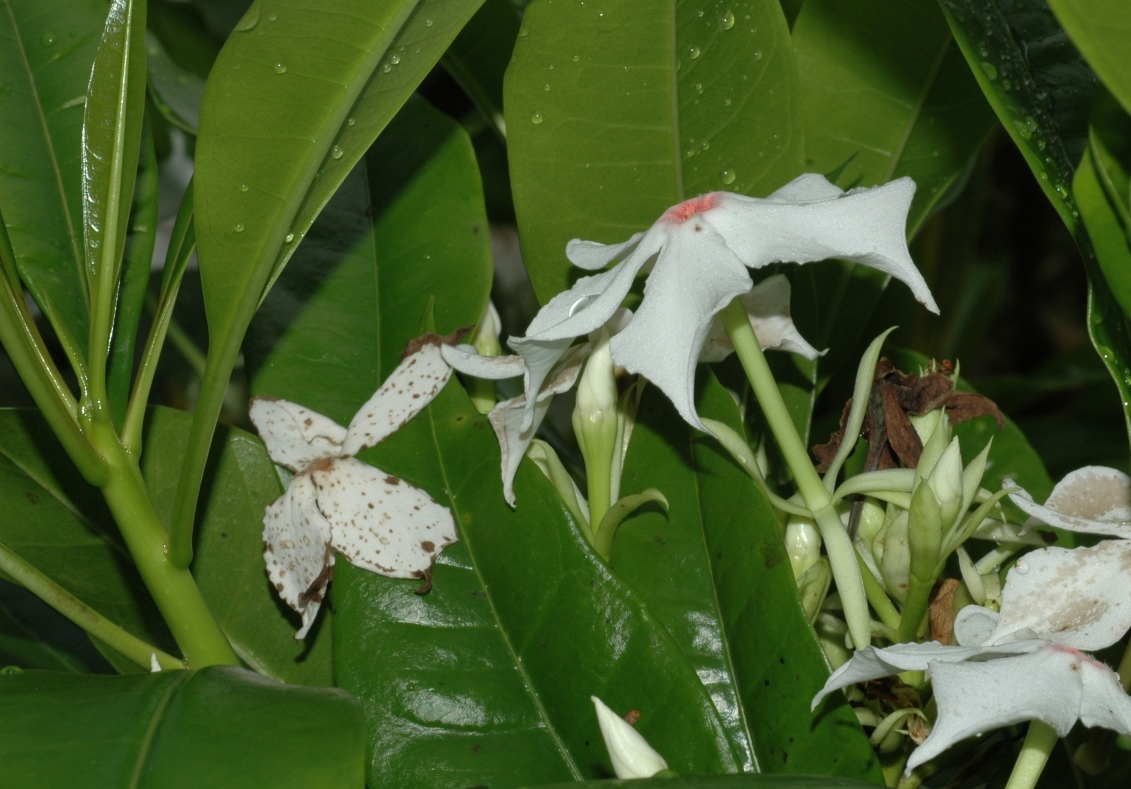 Apocynaceae Cerbera tanghin