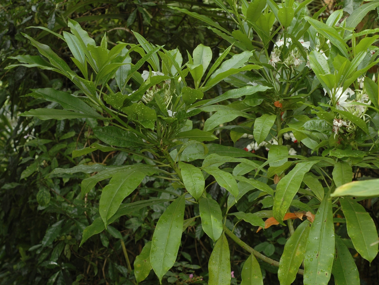 Apocynaceae Cerbera tanghin