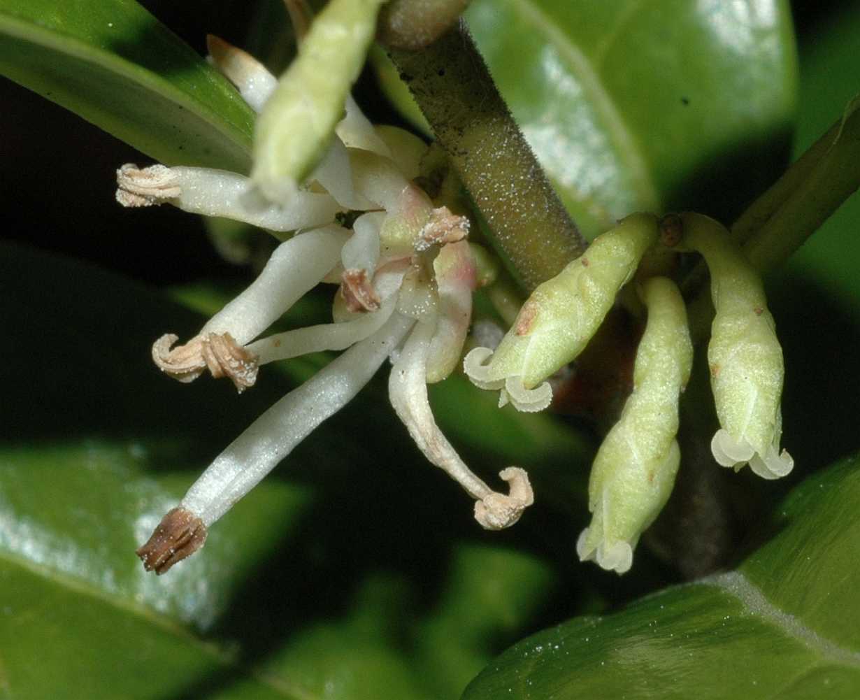 Buxaceae Sarcococca humilis