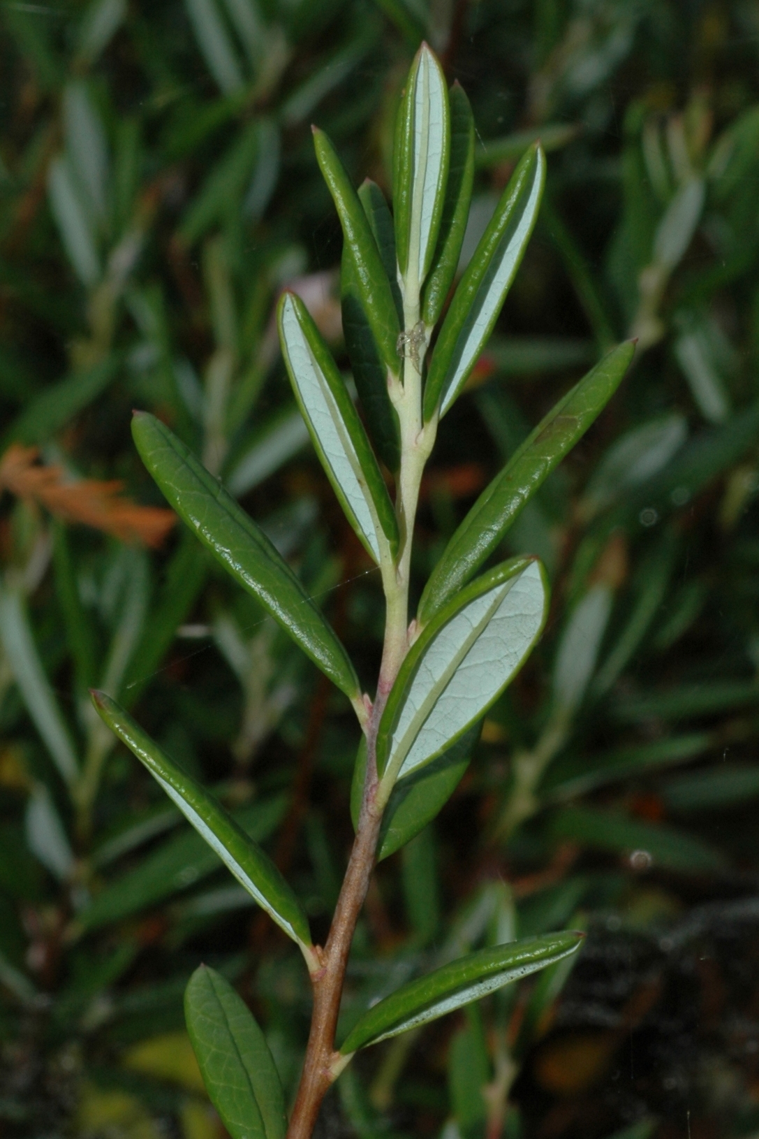 Ericaceae Andromeda polifolia
