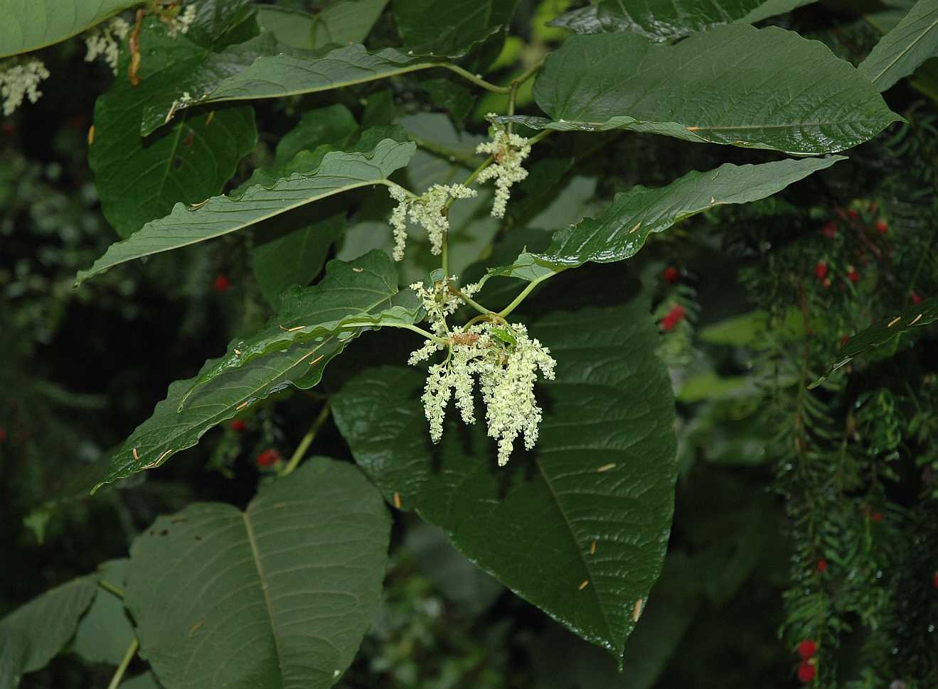 Polygonaceae Fallopia sachalinensis