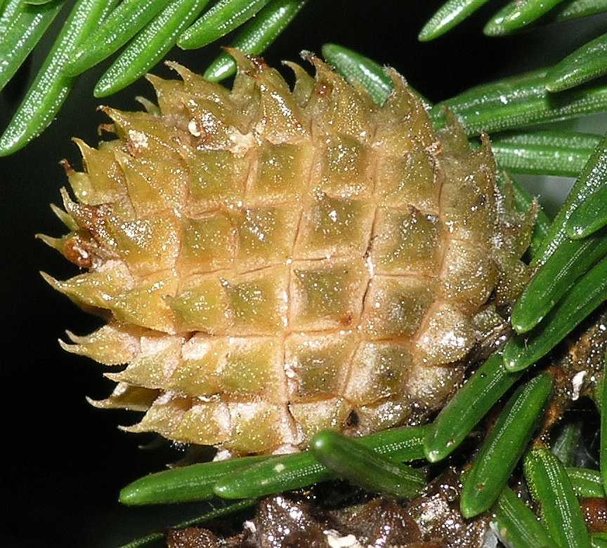 Pinaceae Picea orientalis