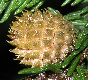 image of Picea orientalis