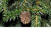 image of Picea orientalis