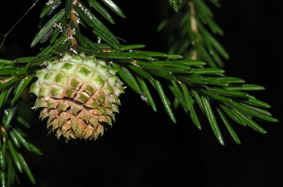 Pinaceae Picea orientalis