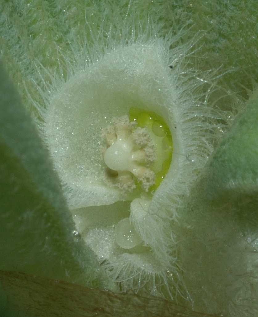 Araceae Pistia stratiotes