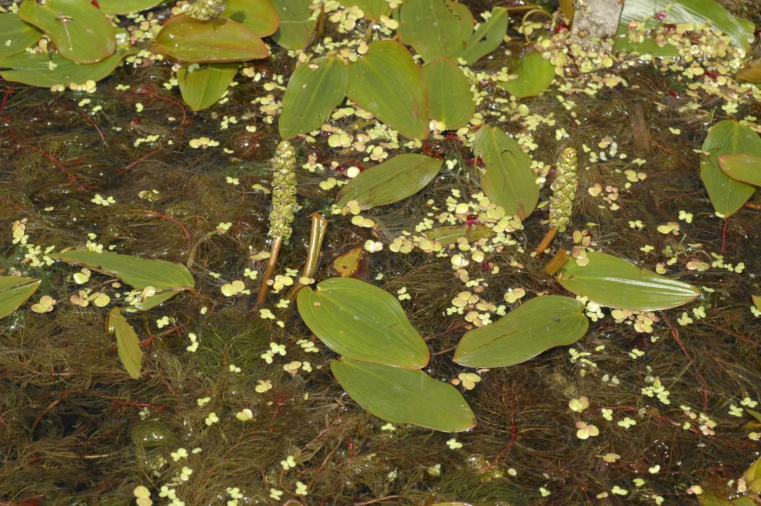 Potamogetonaceae Potamogeton compressus