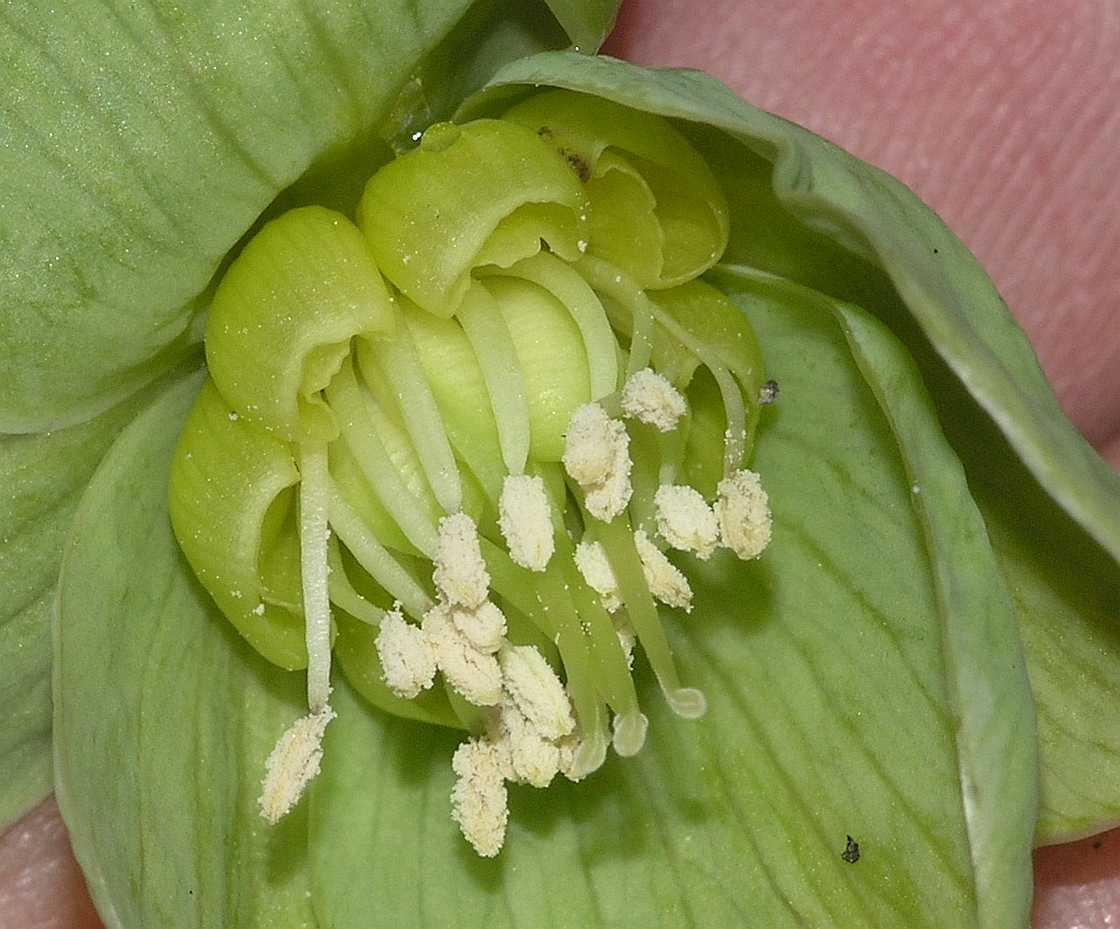 Ranunculaceae Helleborus viridis