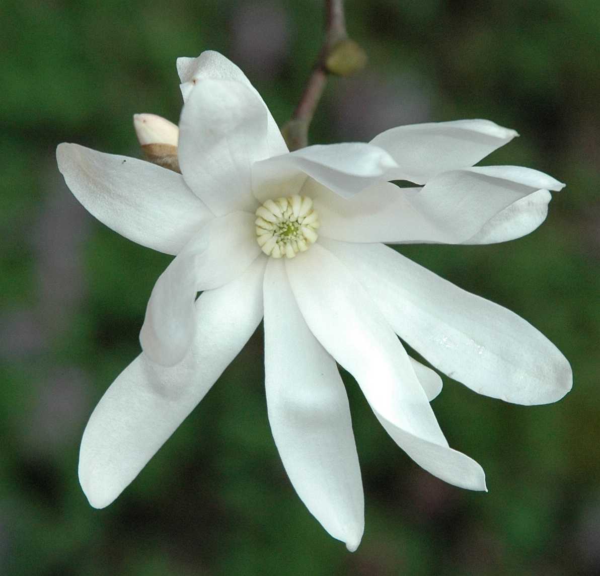 Magnoliaceae Magnolia stellata