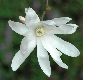 image of Magnolia stellata