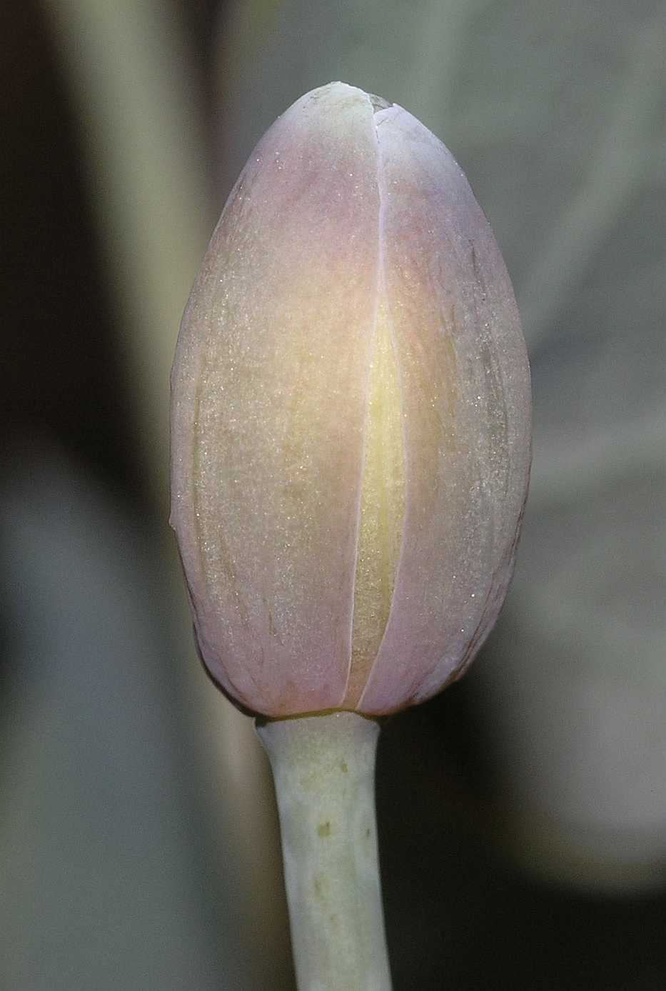Berberidaceae Jeffersonia diphylla