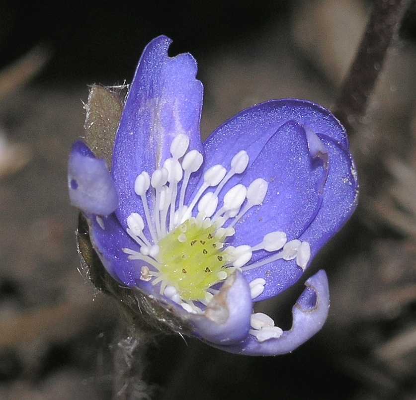 Ranunculaceae Anemone hepatica
