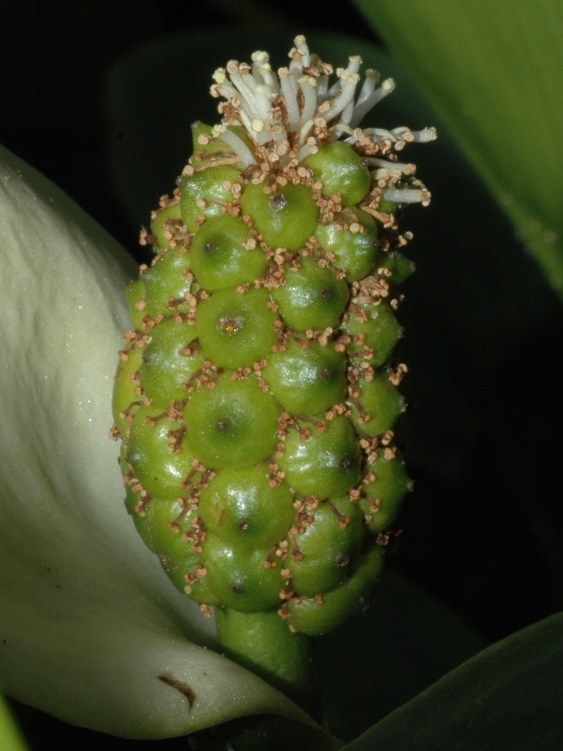 Araceae Calla palustris