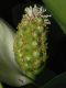 image of Calla palustris