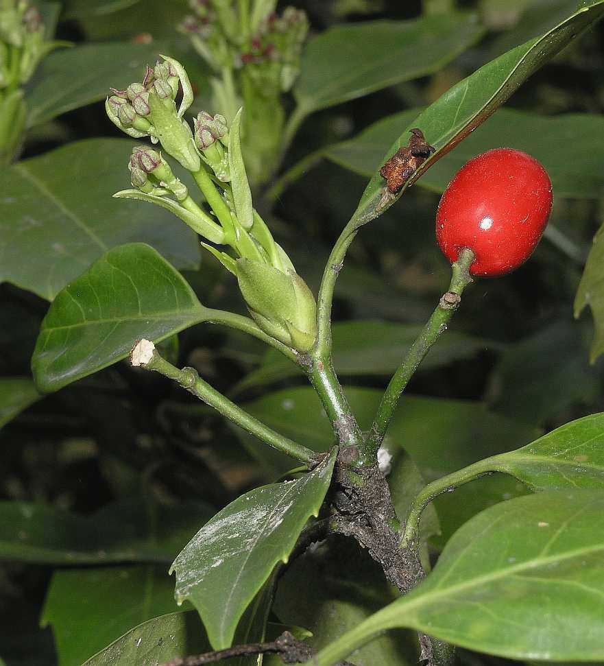 Aucubaceae Aucuba japonica