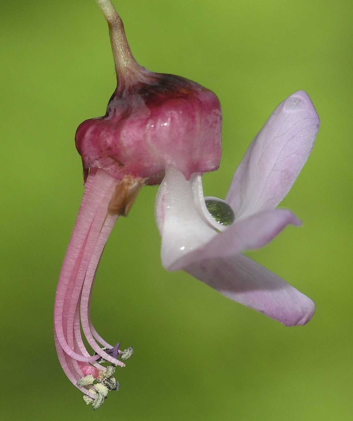 Fabaceae Cercis siliquastrum