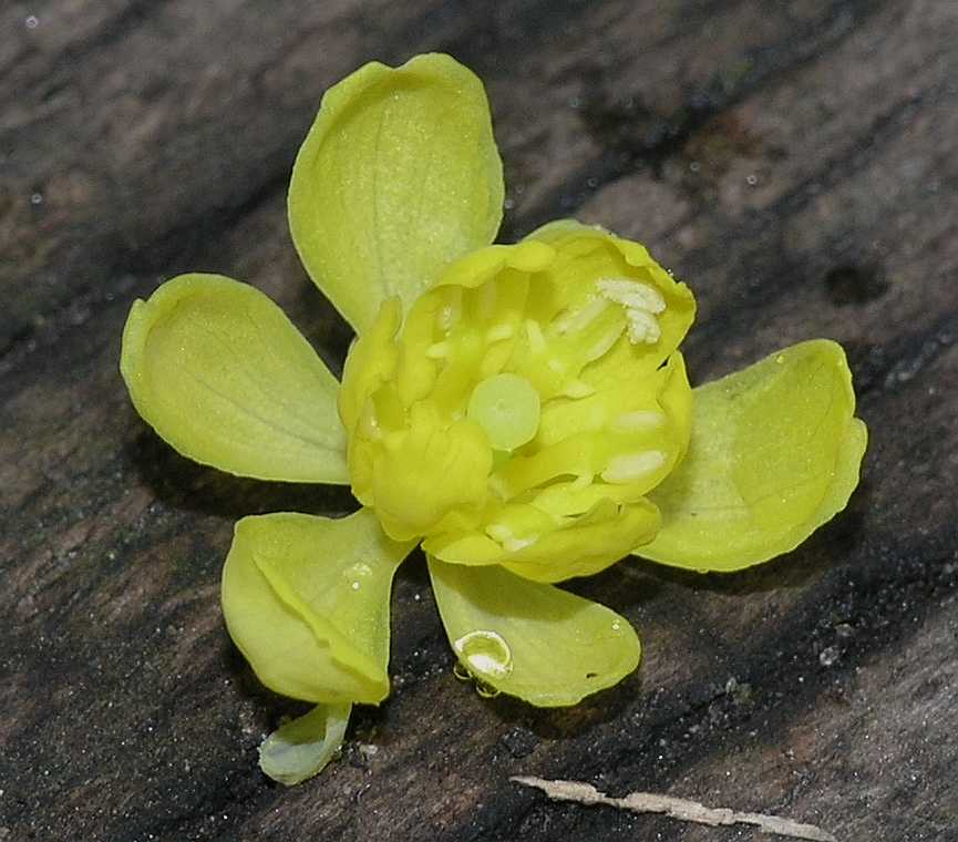 Berberidaceae Mahonia 