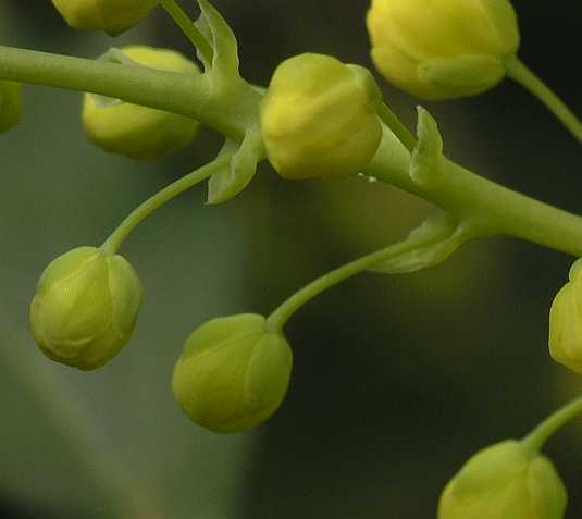 Berberidaceae Mahonia 