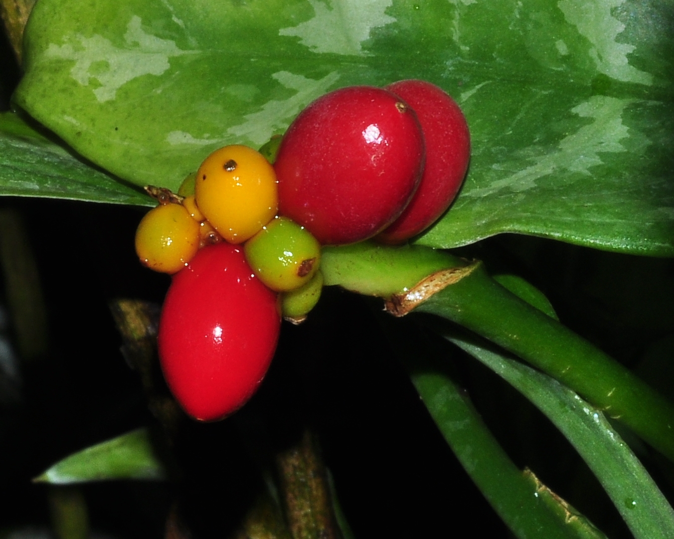 Araceae Aglaonema marantifolium