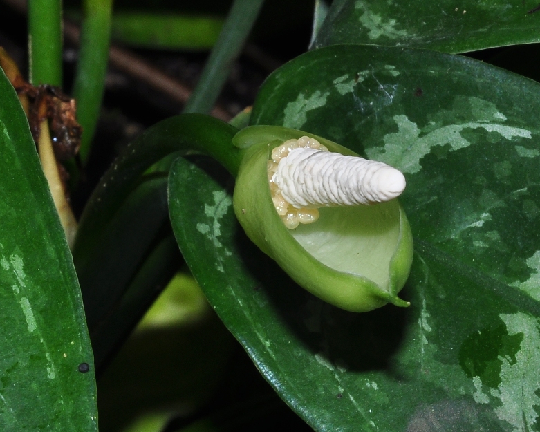 Araceae Aglaonema marantifolium