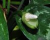 image of Aglaonema marantifolium