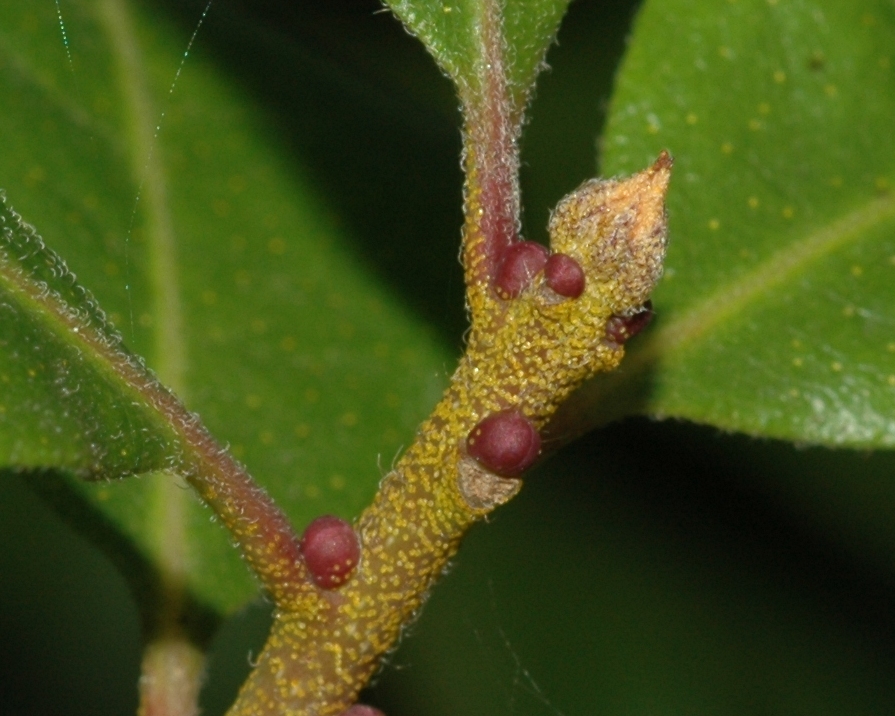 Myricaceae Morella pensylvanica