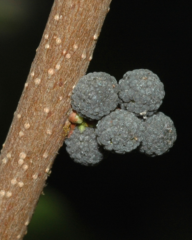 Myricaceae Morella pensylvanica