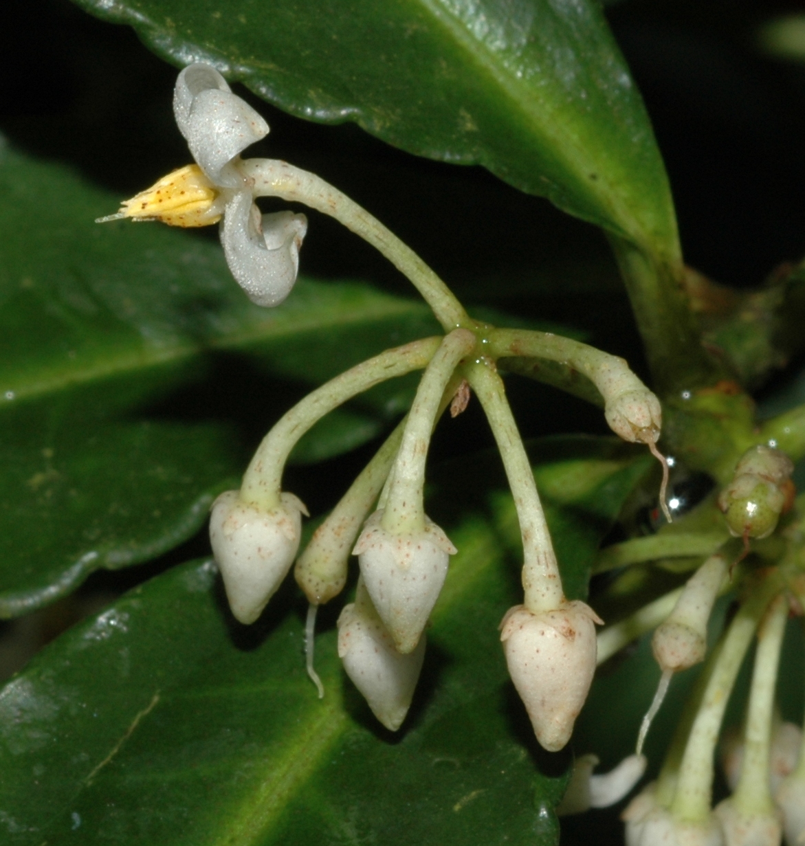 Primulaceae Ardisia crenata