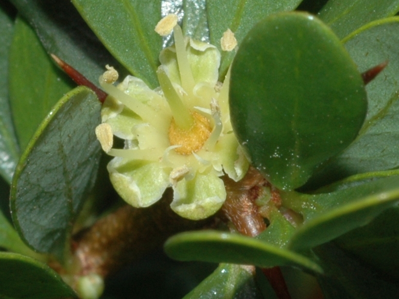 Sapotaceae Argania spinosa