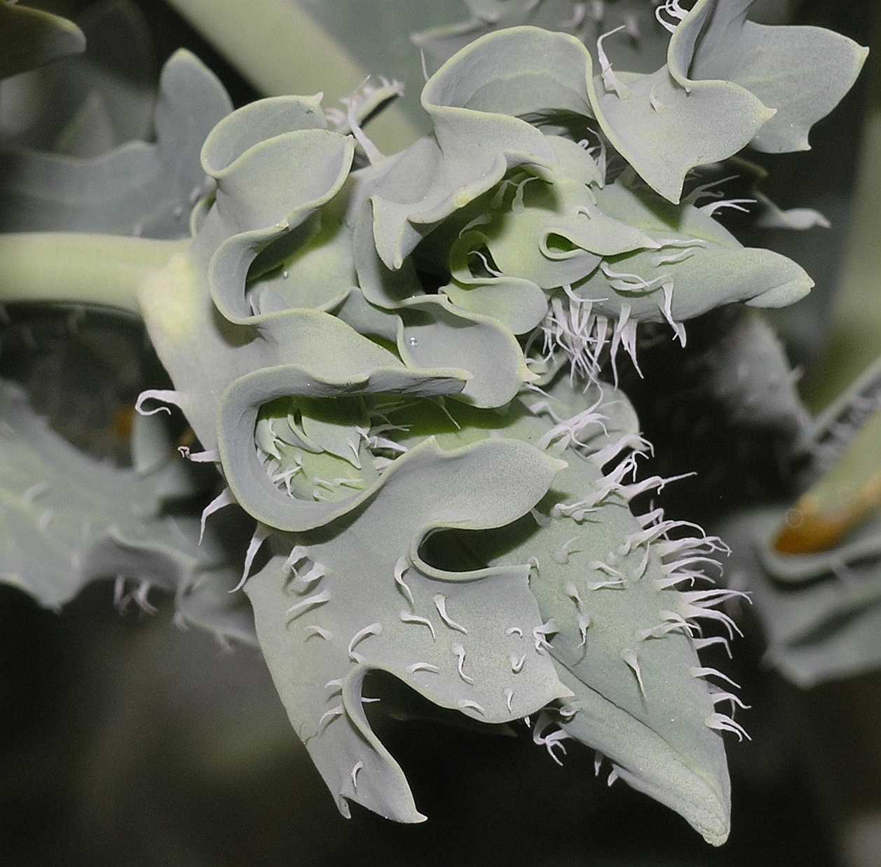 Papaveraceae Glaucium flavum