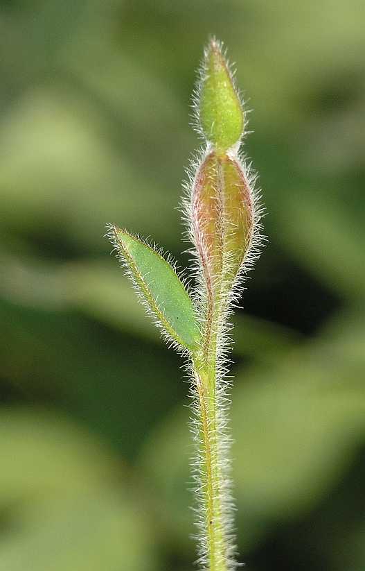 Fabaceae Genista saggitalis
