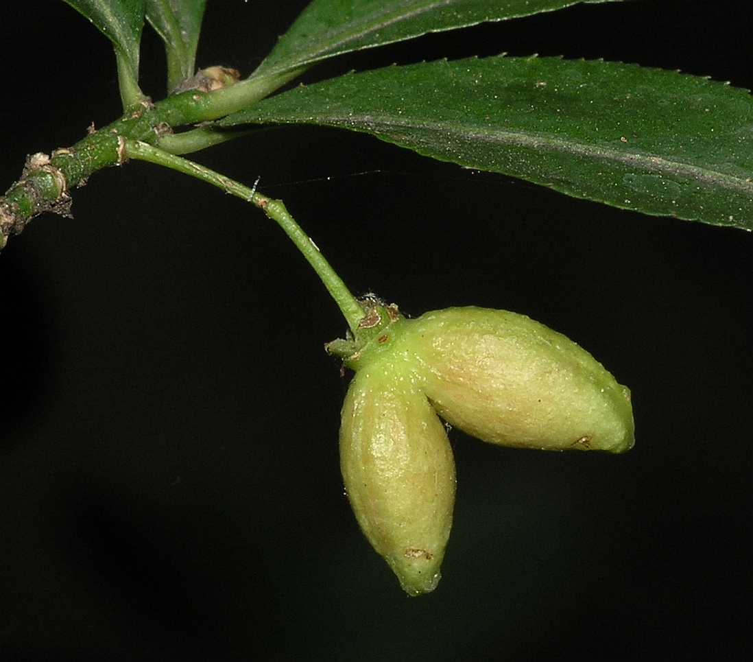 Celastraceae Euonymus alatus