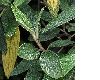 image of Viburnum rhytidophyllum