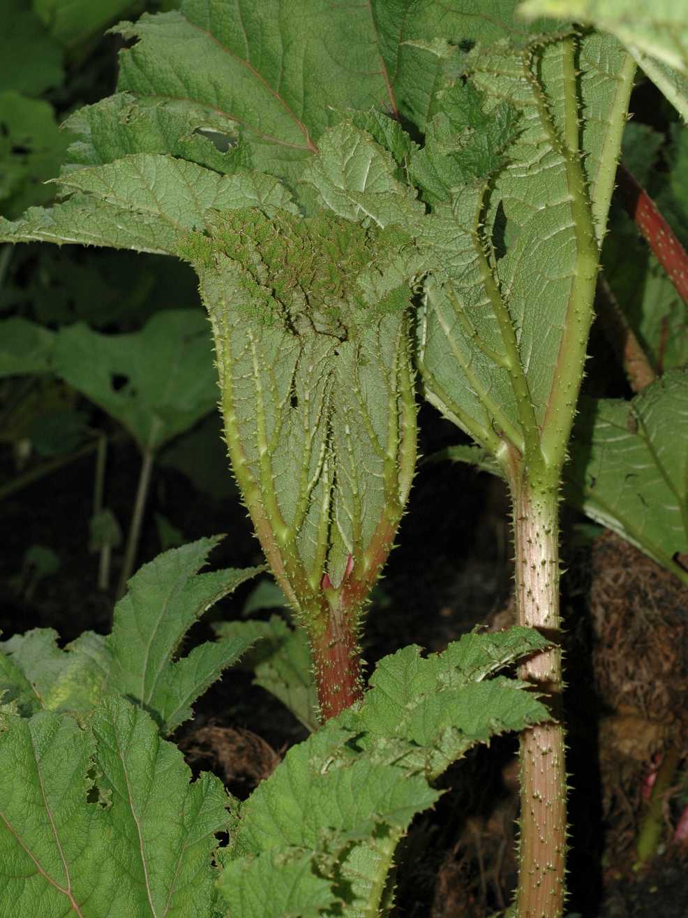 Gunneraceae Gunnera manicata