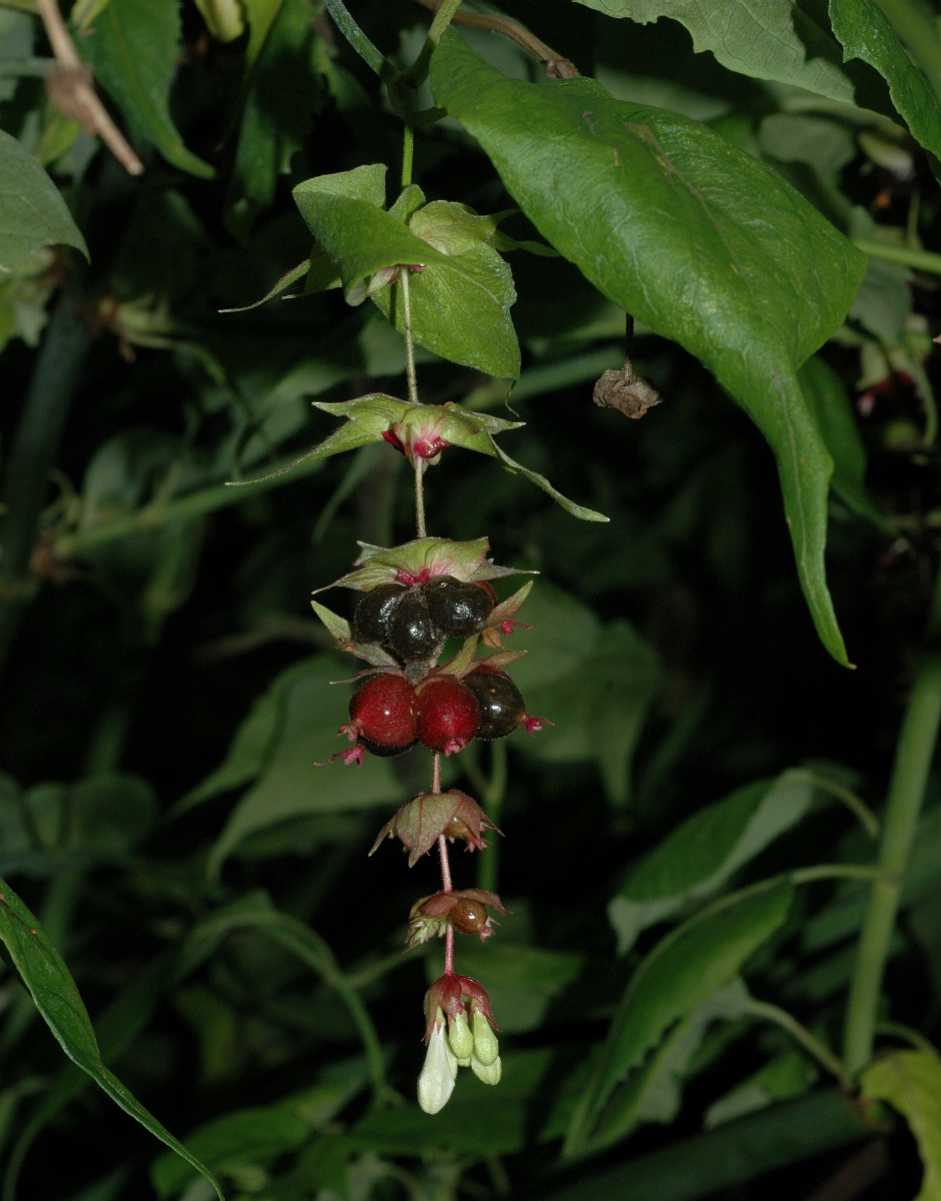 Caprifoliaceae Leycesteria formosa