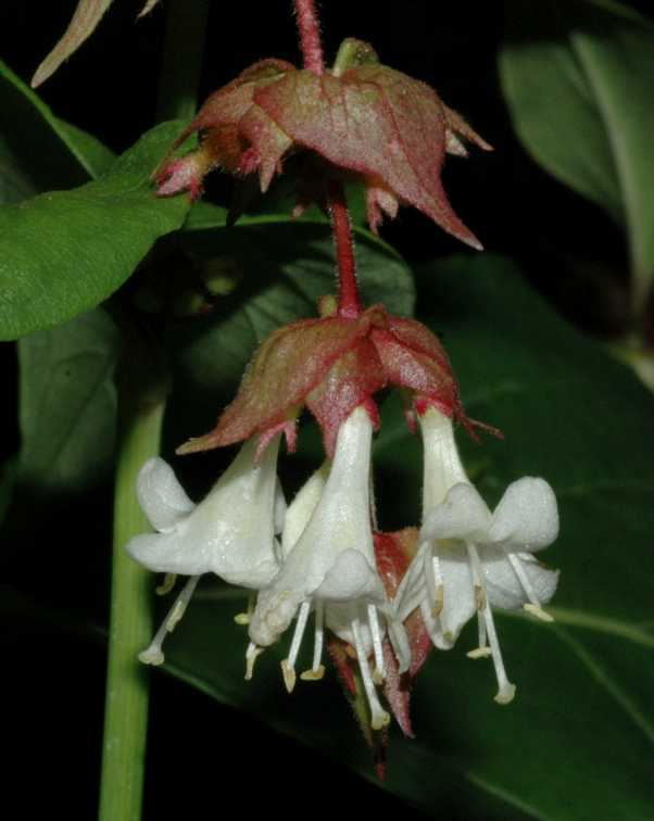 Caprifoliaceae Leycesteria formosa