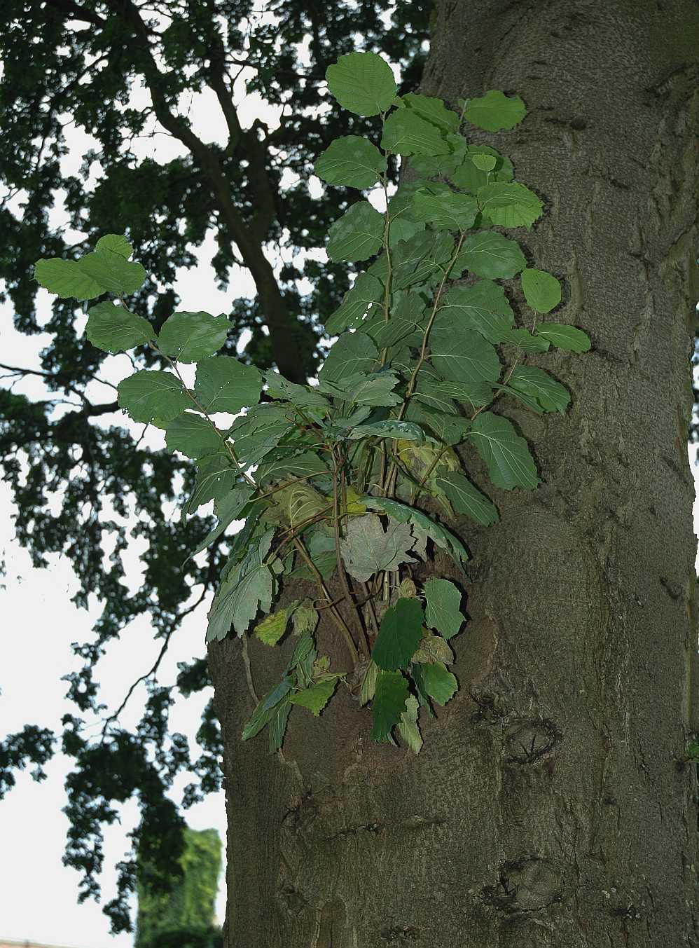 Aceraceae Acer pseudoplatanus